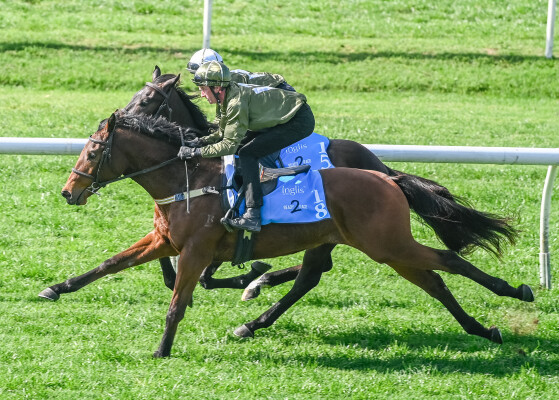 Lot 18: All Too Hard / Free Speech